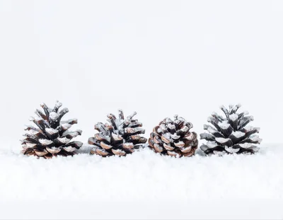 Four Pine Cones Resting On Fresh White Snow