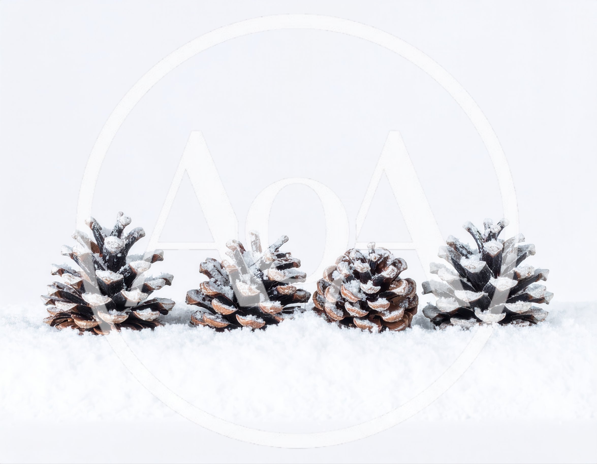 Four Pine Cones Resting On Fresh White Snow