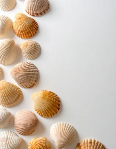 Collection Of Scallop Shells On White Background