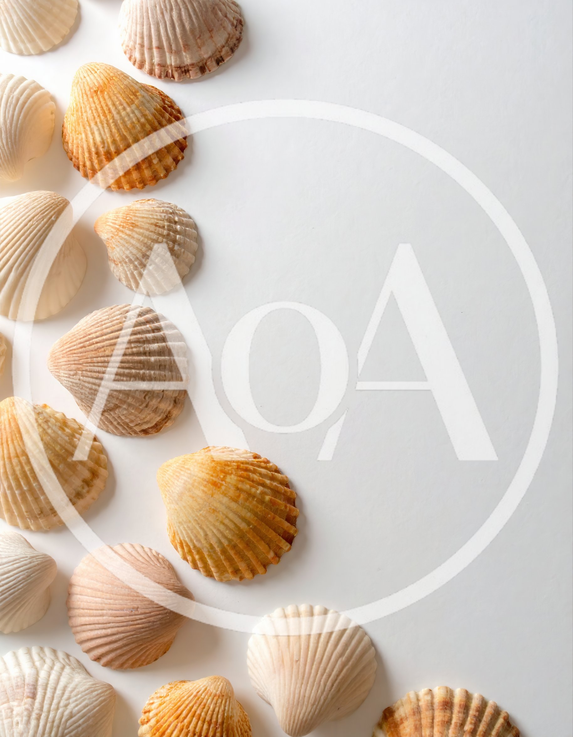 Collection Of Scallop Shells On White Background