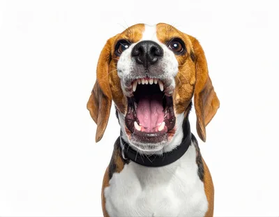 Aggressive Beagle Dog Barking With Mouth Open