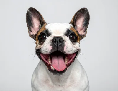 Happy French Bulldog Portrait On White Background