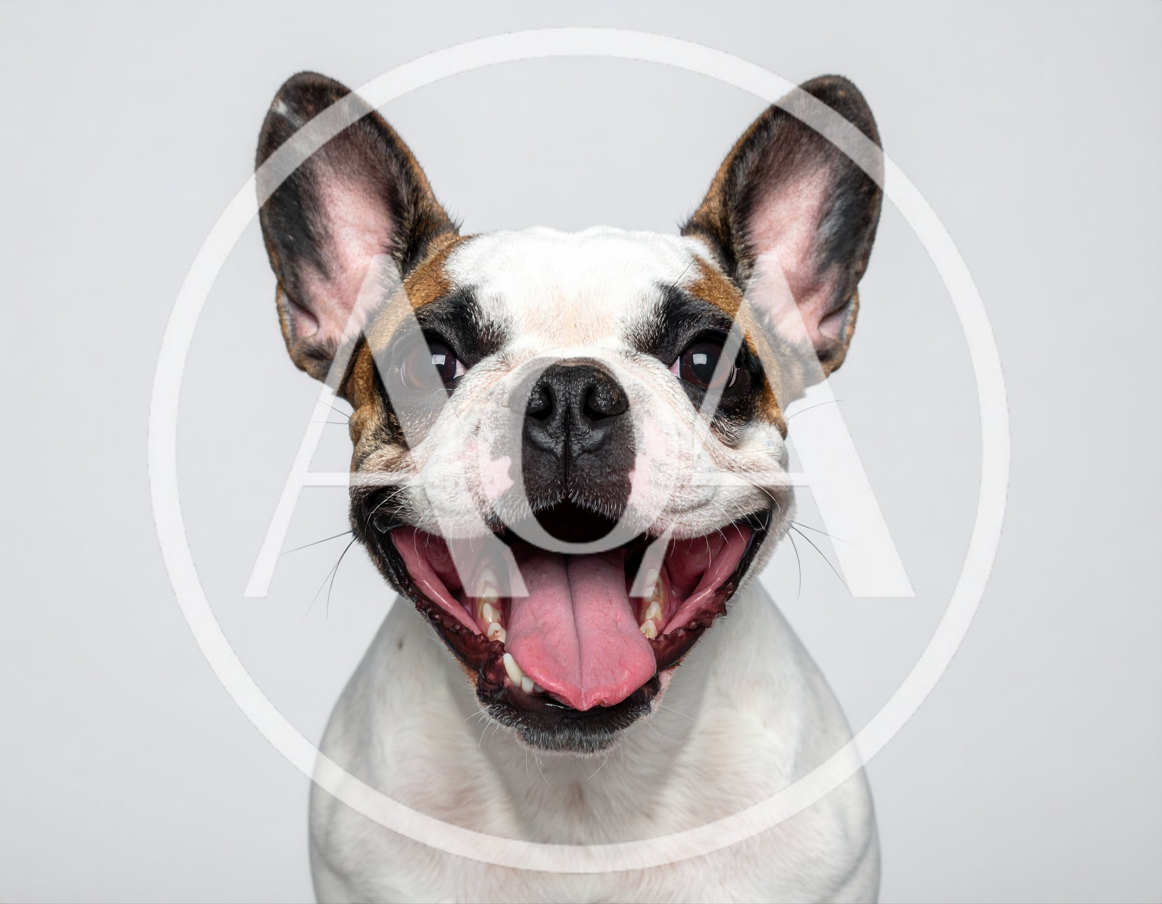 Happy French Bulldog Portrait On White Background