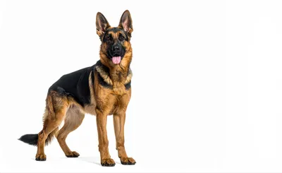German Shepherd Dog Standing Against White Background