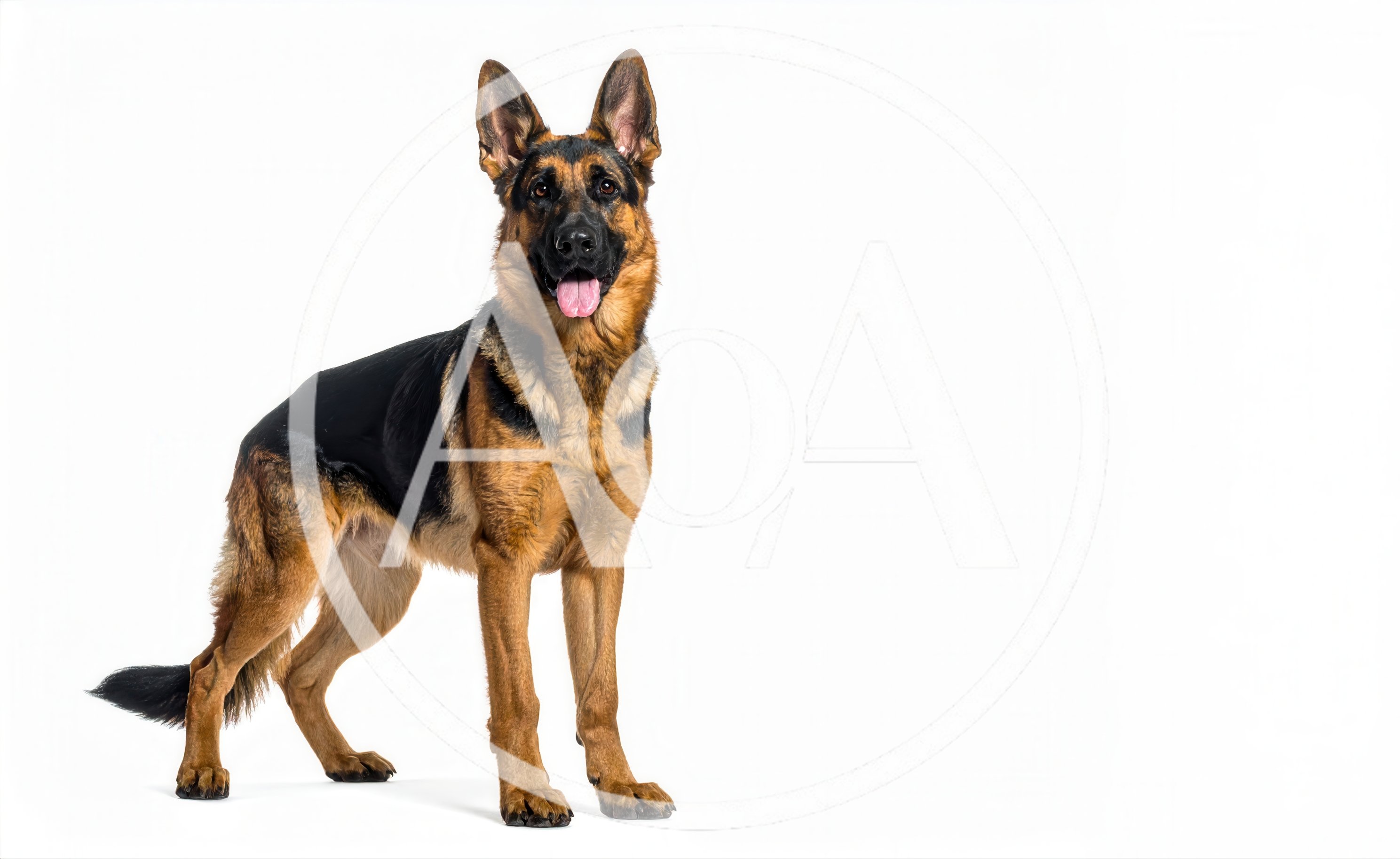 German Shepherd Dog Standing Against White Background