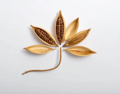 Dried Seed Pods Arranged Like A Flower