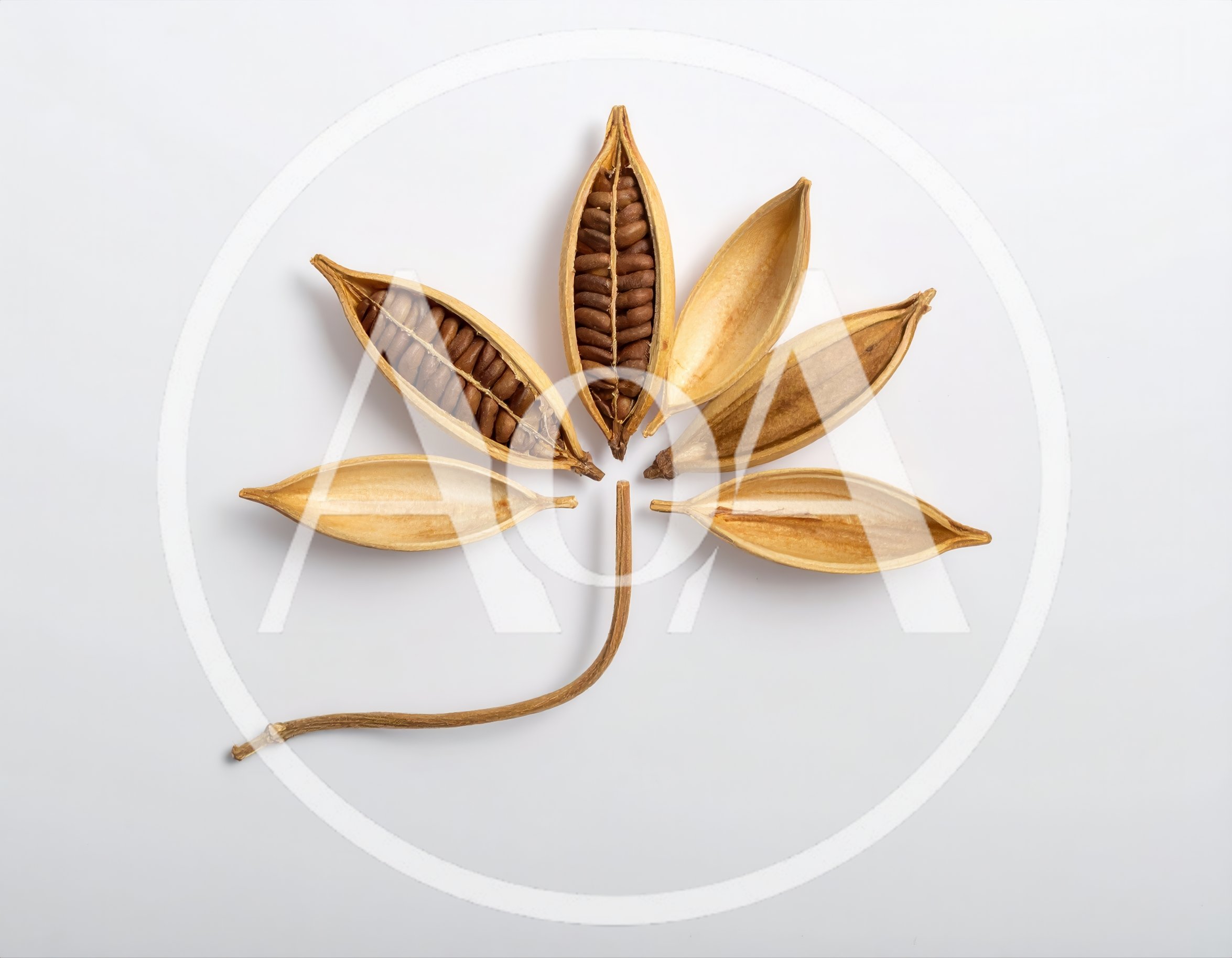 Dried Seed Pods Arranged Like A Flower