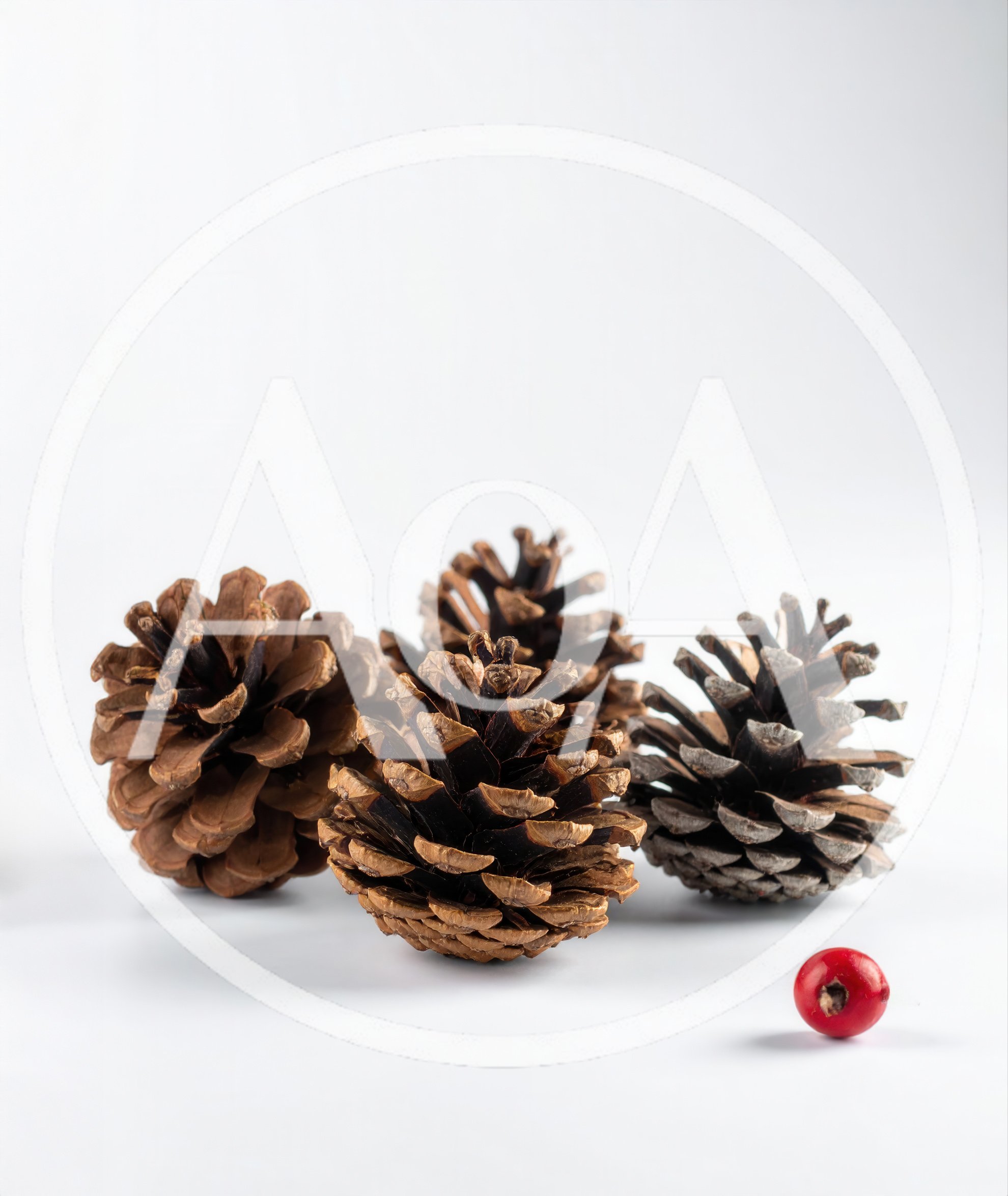 Three Pine Cones And A Single Red Berry