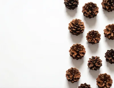 Top View Of Pine Cones Arranged On White Background