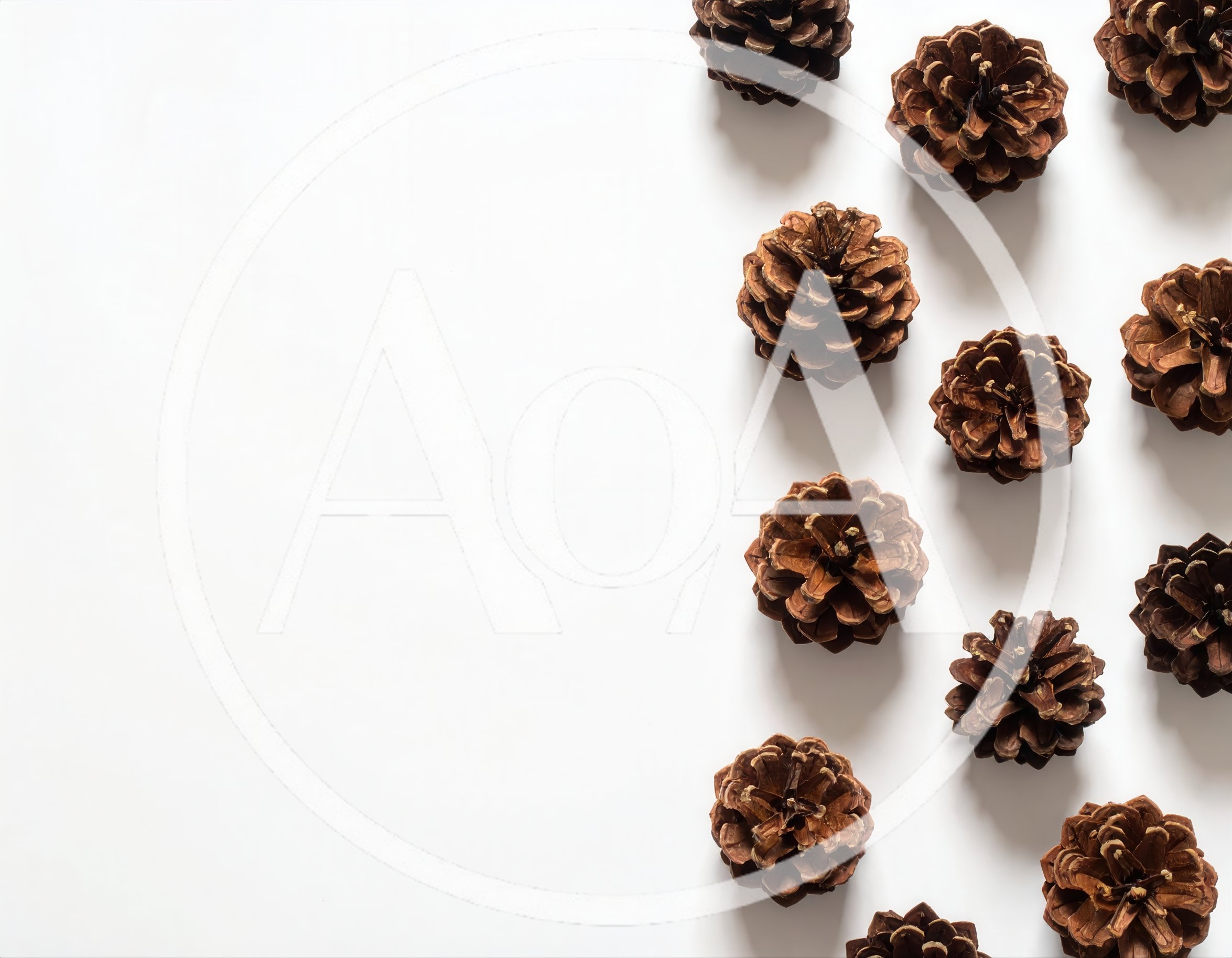Top View Of Pine Cones Arranged On White Background
