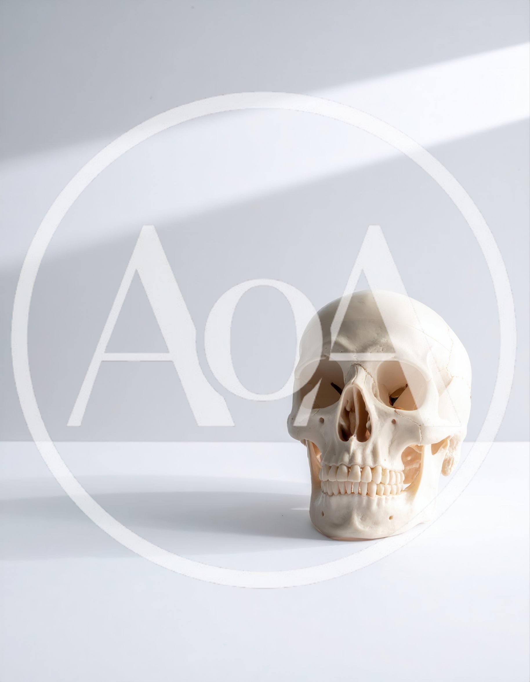 Anatomical Human Skull Model On White Surface