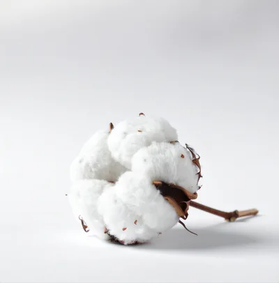 Single Fluffy Cotton Boll on White Background