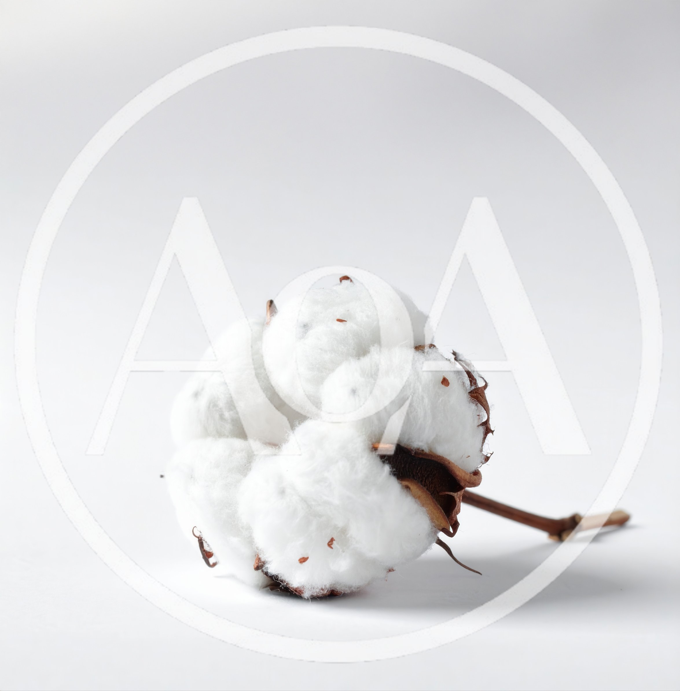 Single Fluffy Cotton Boll on White Background