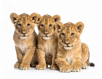 Three Adorable Lion Cubs Sitting Together