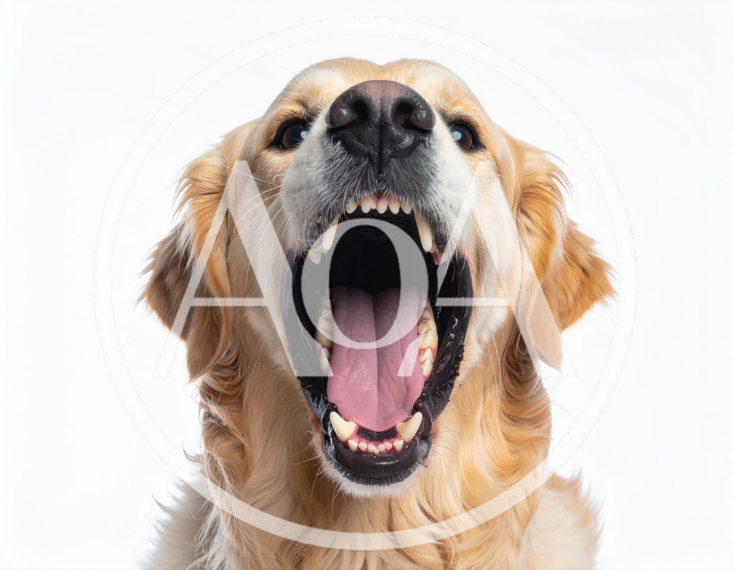 Golden Retriever Dog Yawning With Mouth Wide Open