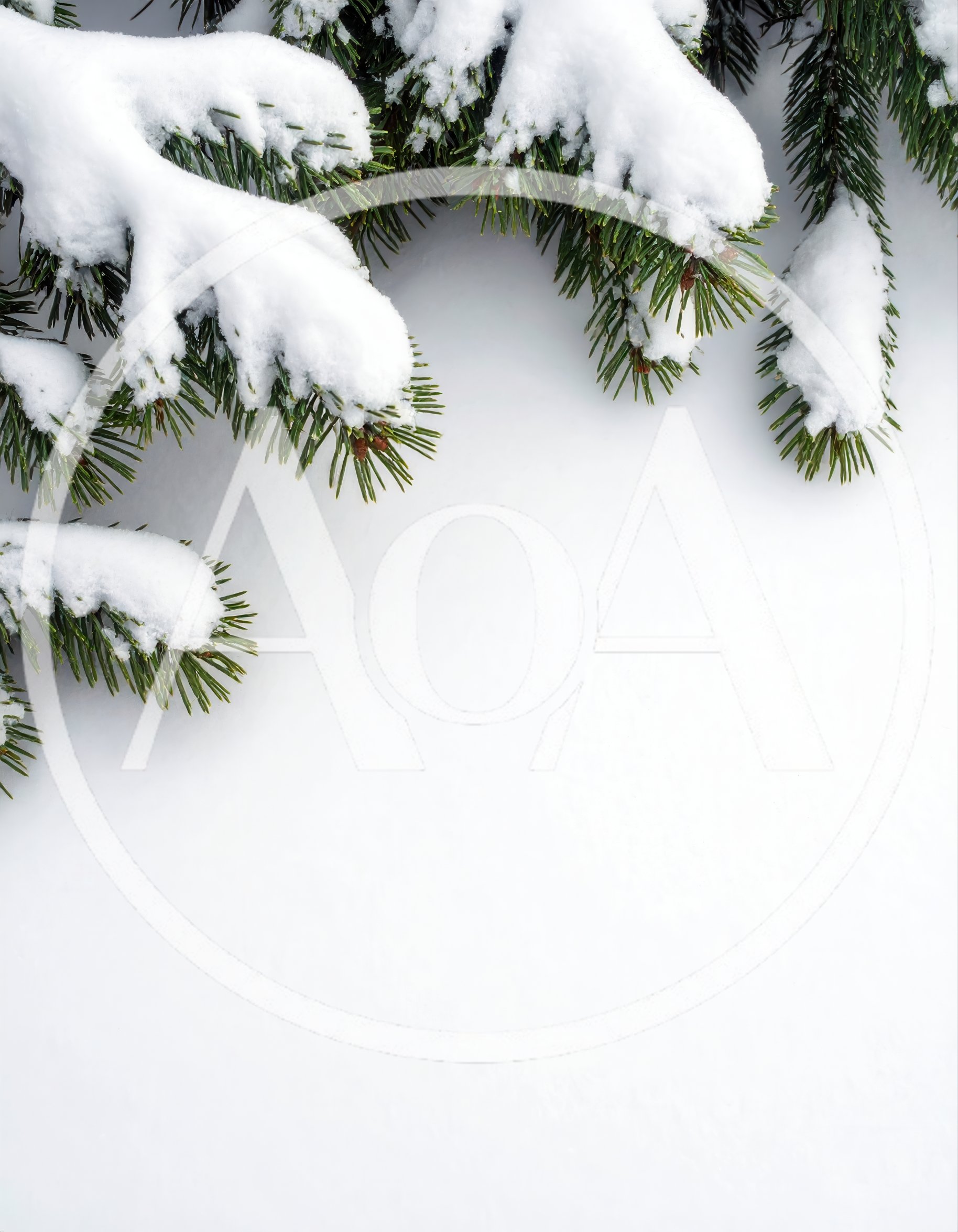 Snow Covered Pine Tree Branches Over White Background