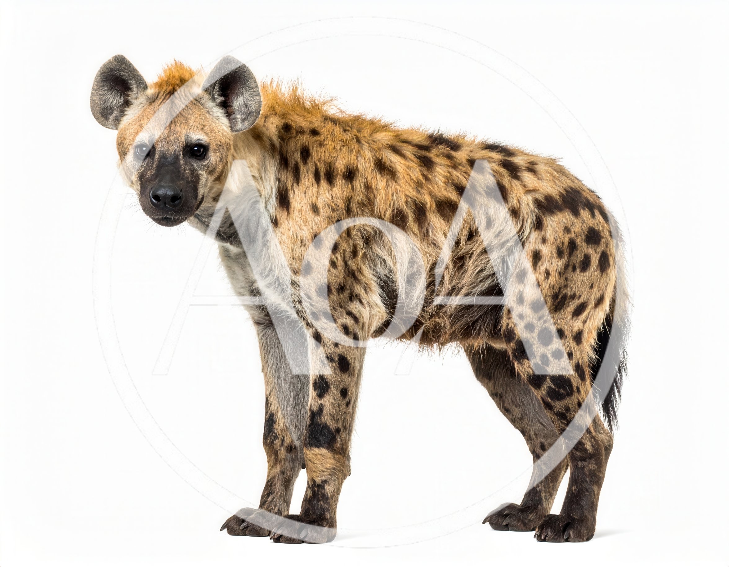 Spotted Hyena Standing Against White Background