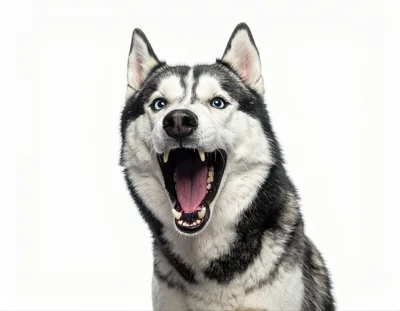 Siberian Husky Dog With Mouth Open