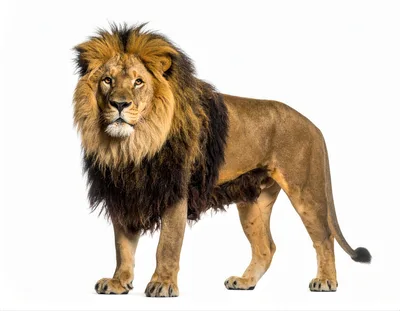 Majestic Male Lion Standing Against White Background