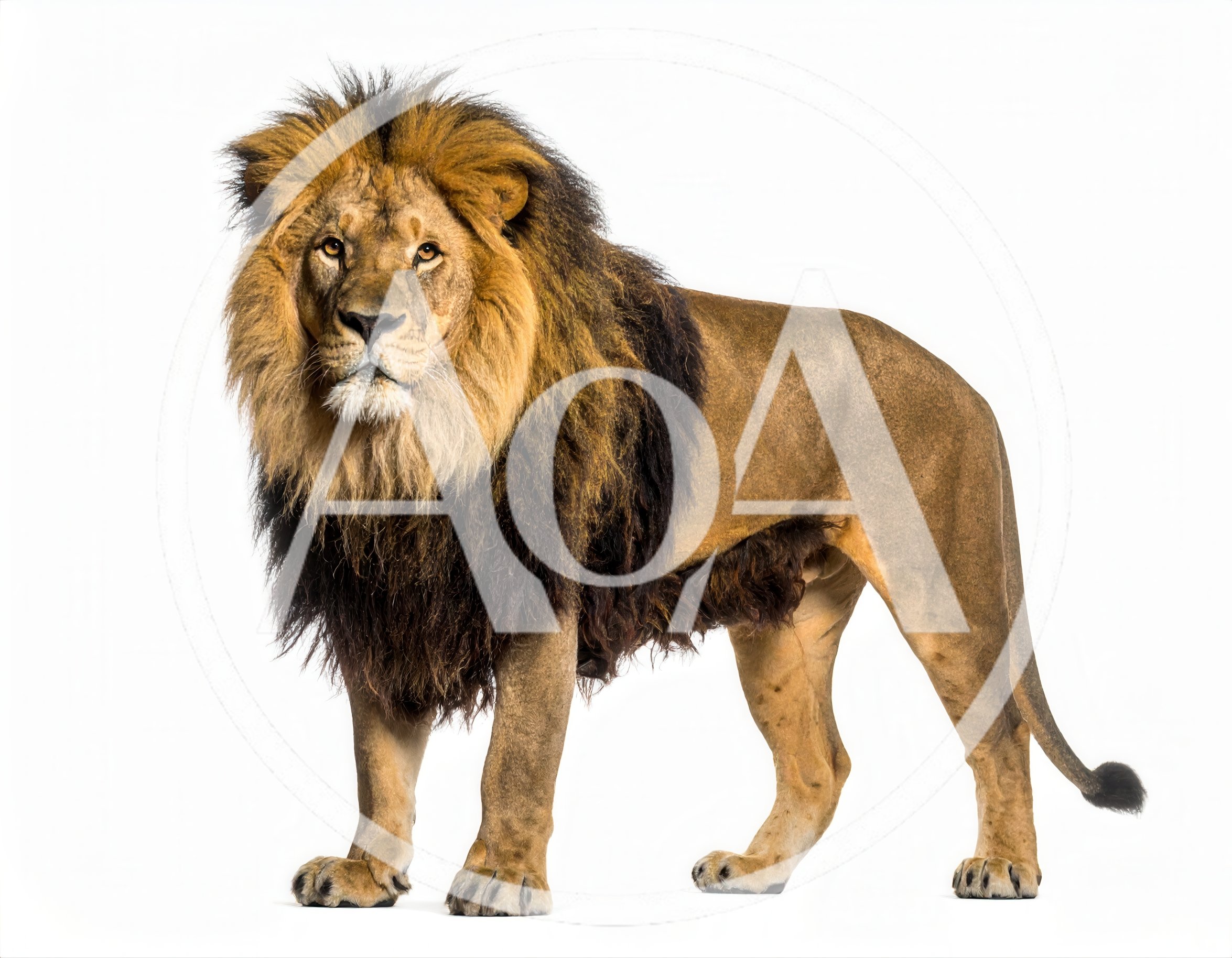 Majestic Male Lion Standing Against White Background