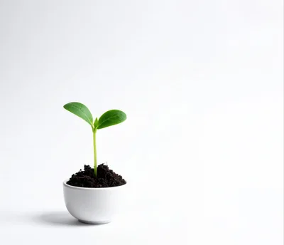 Small Green Sprout Growing In A White Ceramic Bowl