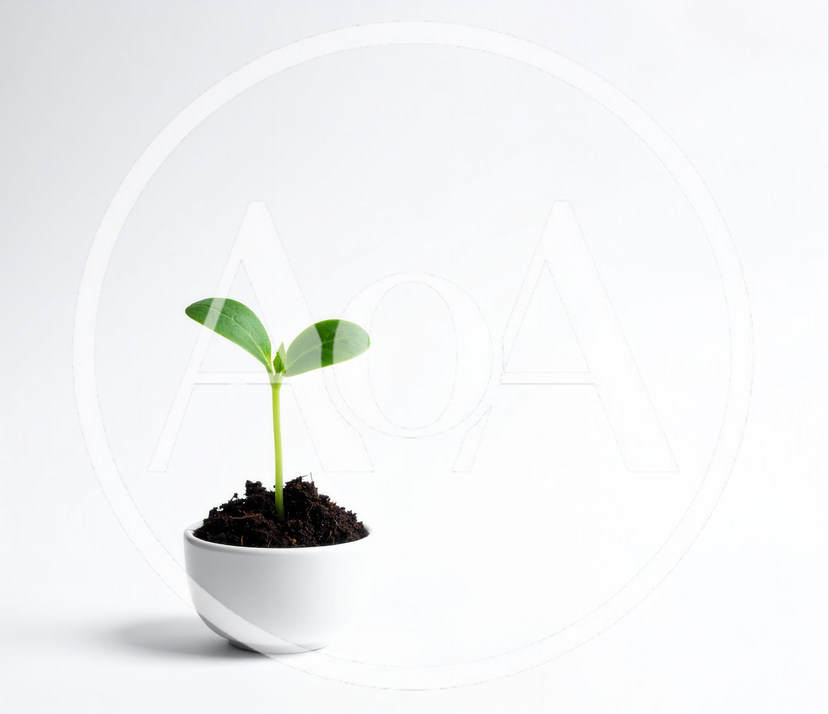 Small Green Sprout Growing In A White Ceramic Bowl