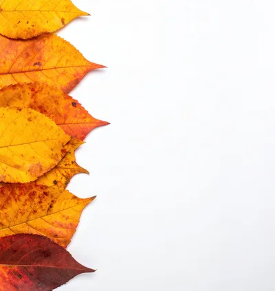 Autumn Leaves Border on White Background