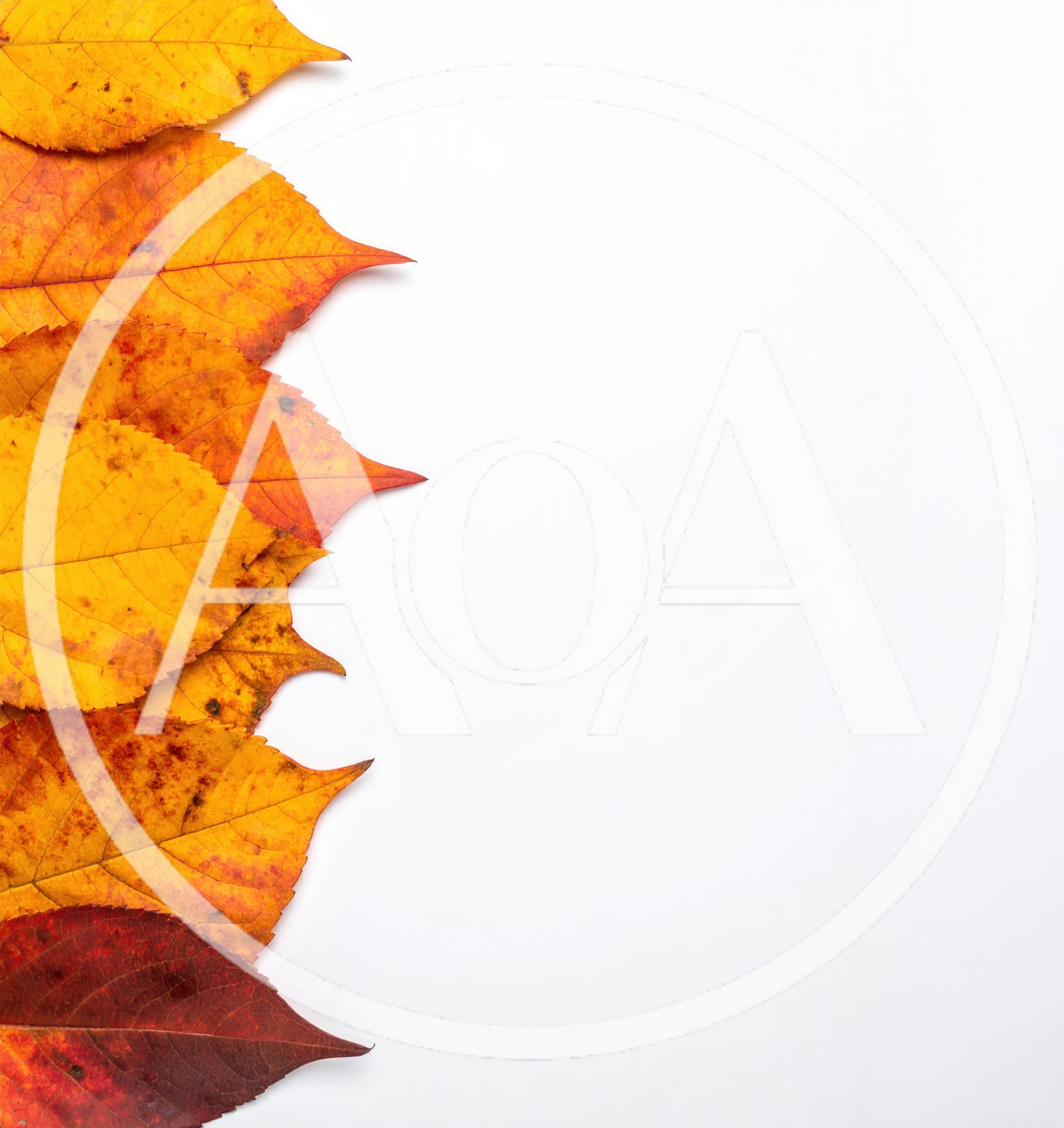 Autumn Leaves Border on White Background