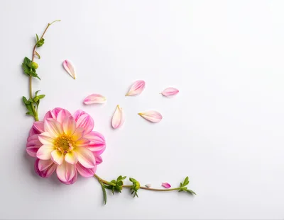 Pink Dahlia Flower With Green Stems And Petals