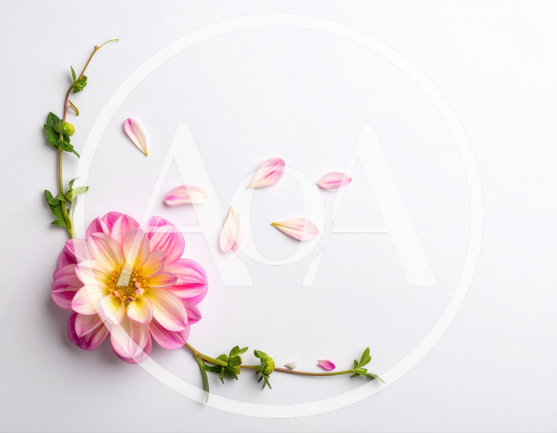 Pink Dahlia Flower With Green Stems And Petals