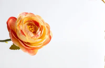 Artificial Orange Ranunculus Flower on White Background