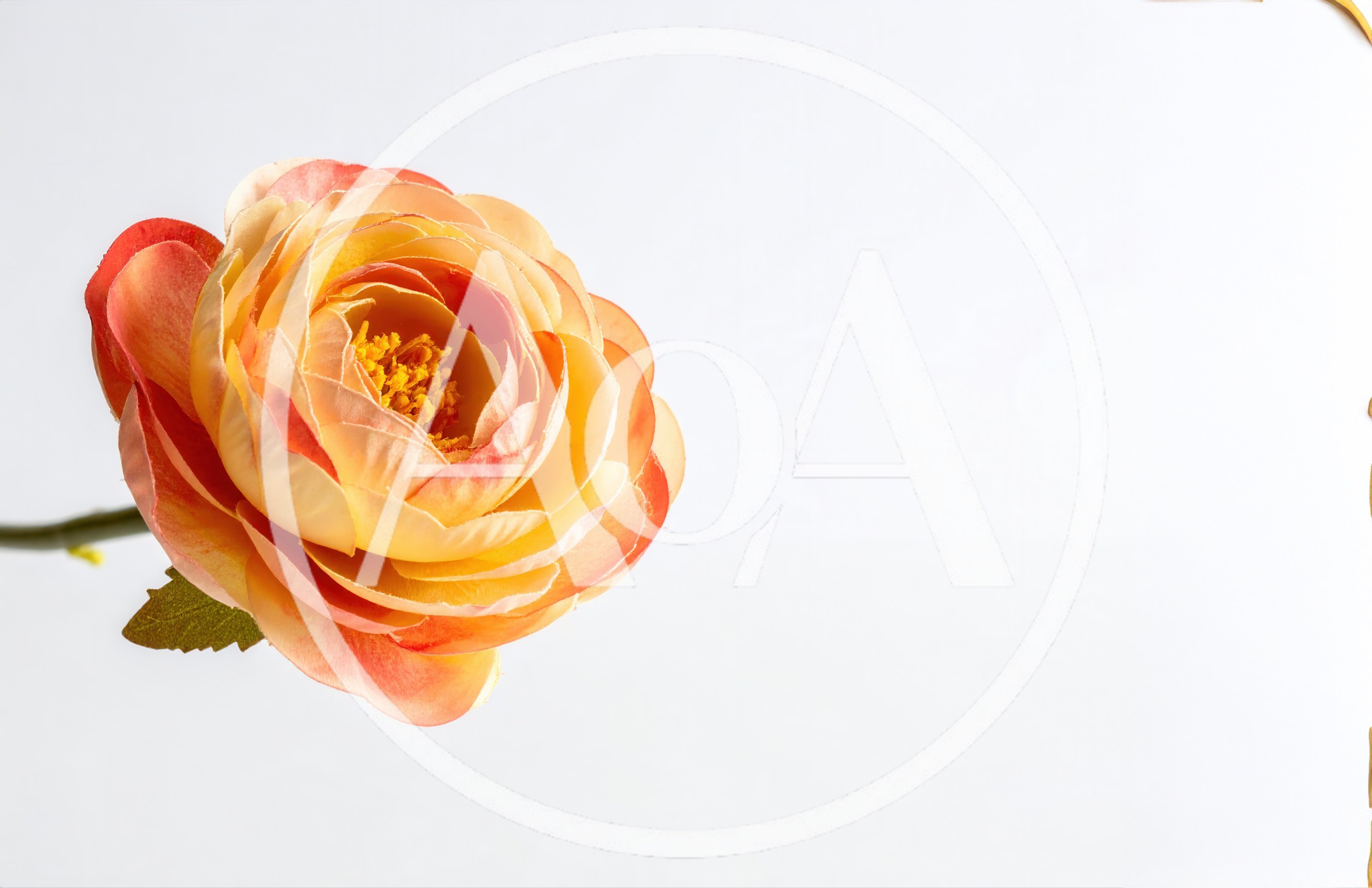 Artificial Orange Ranunculus Flower on White Background