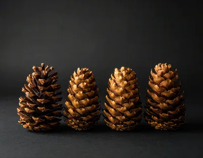 Four Pine Cones Arranged In A Row