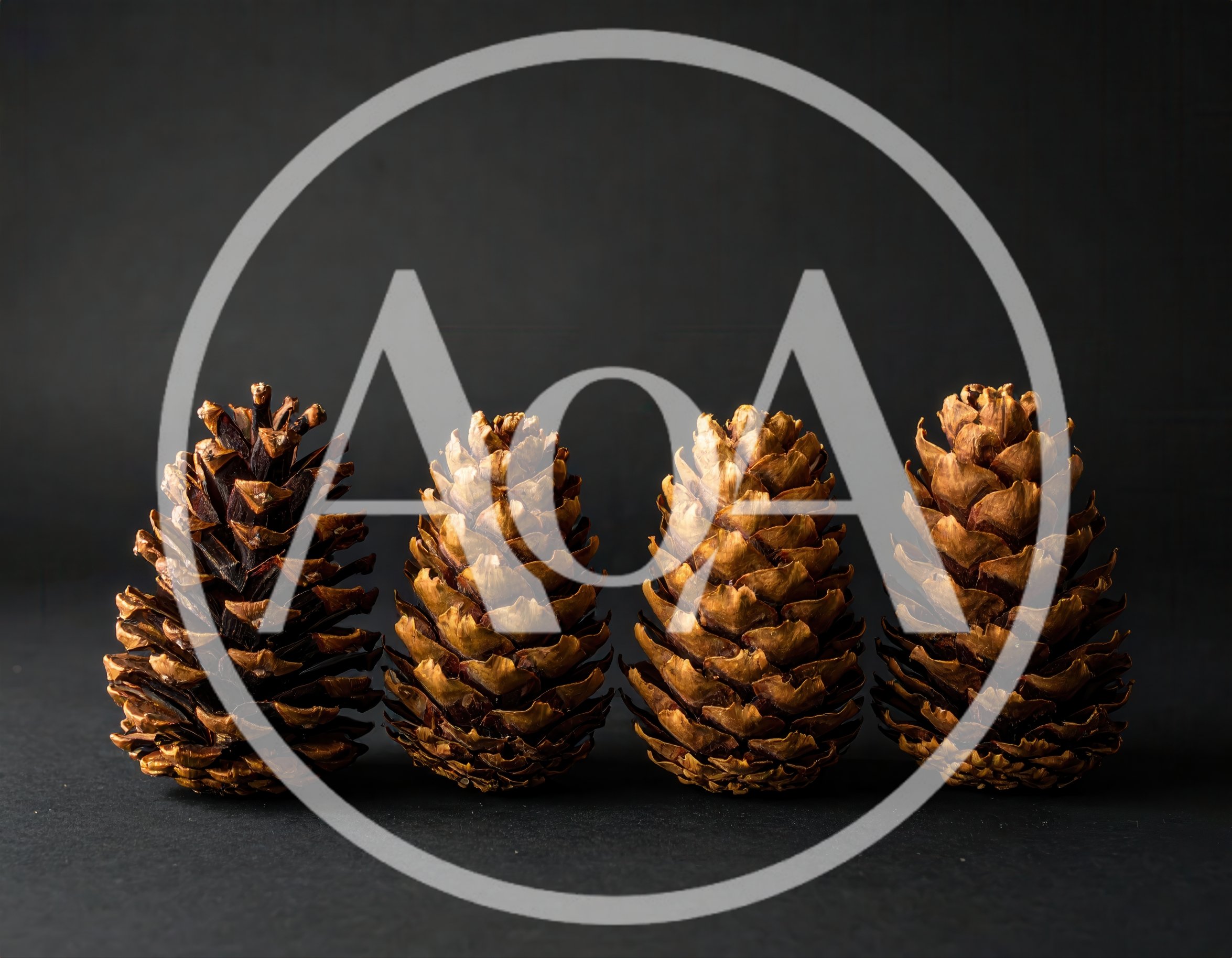 Four Pine Cones Arranged In A Row