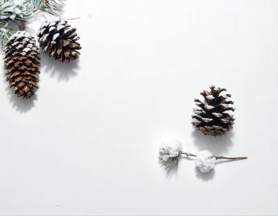 Snow Covered Pine Cones And Branches On White Background