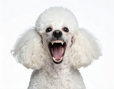 Aggressive White Poodle Growling With Mouth Open