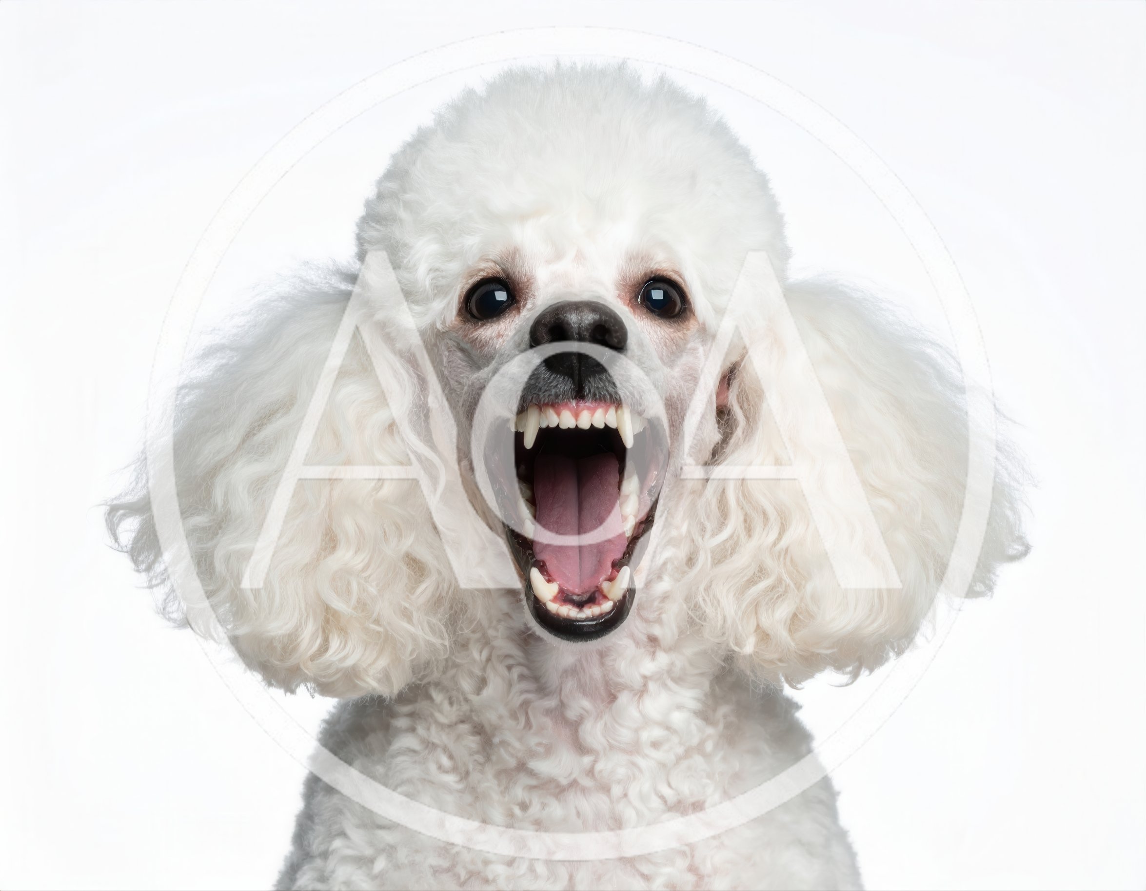 Aggressive White Poodle Growling With Mouth Open