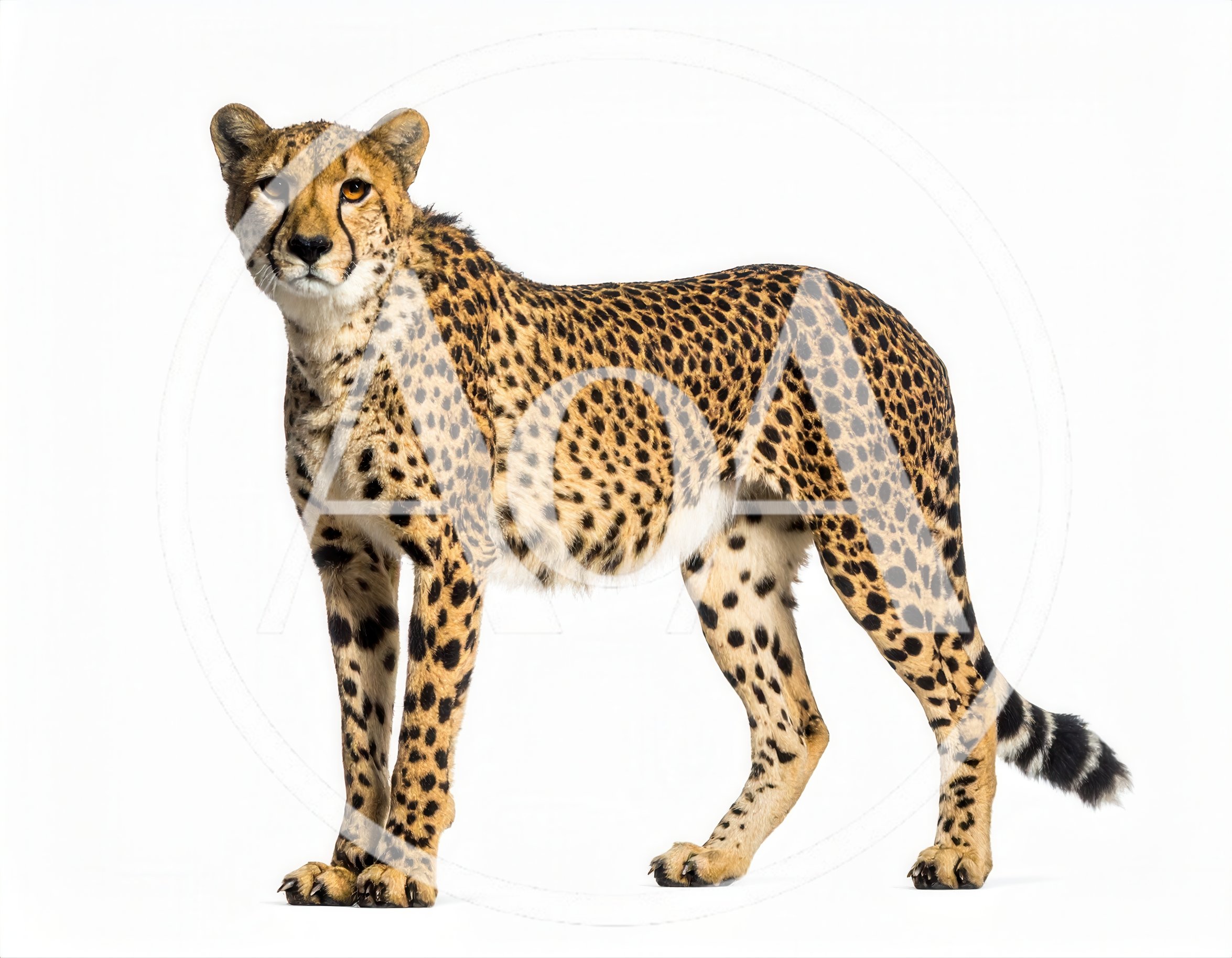 Full Body Cheetah Standing Isolated On White Background