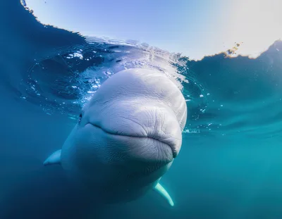 Beluga Whale Swimming Near The Water Surface