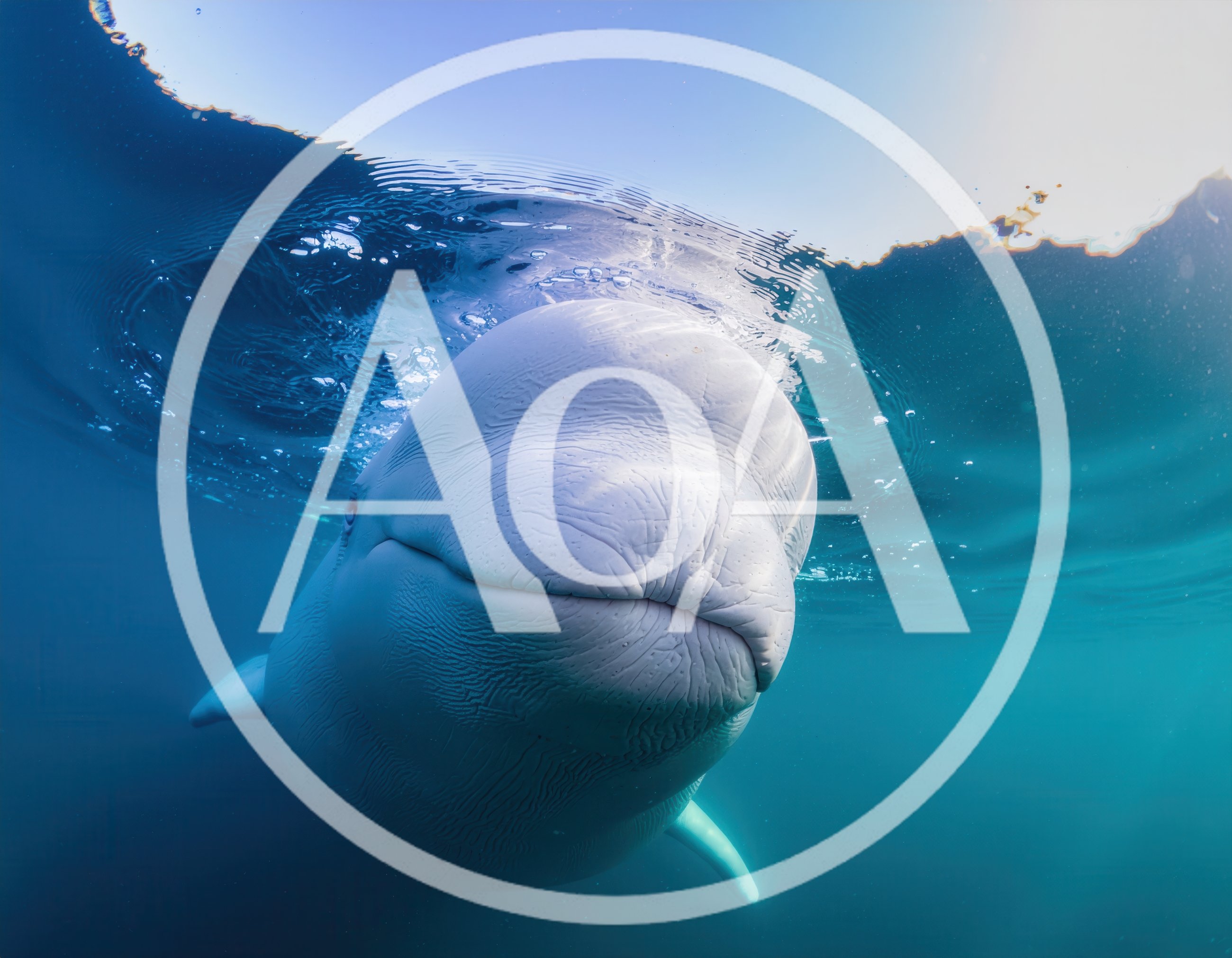 Beluga Whale Swimming Near The Water Surface