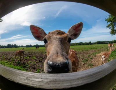 Close Up Of A Curious Fallow Deer