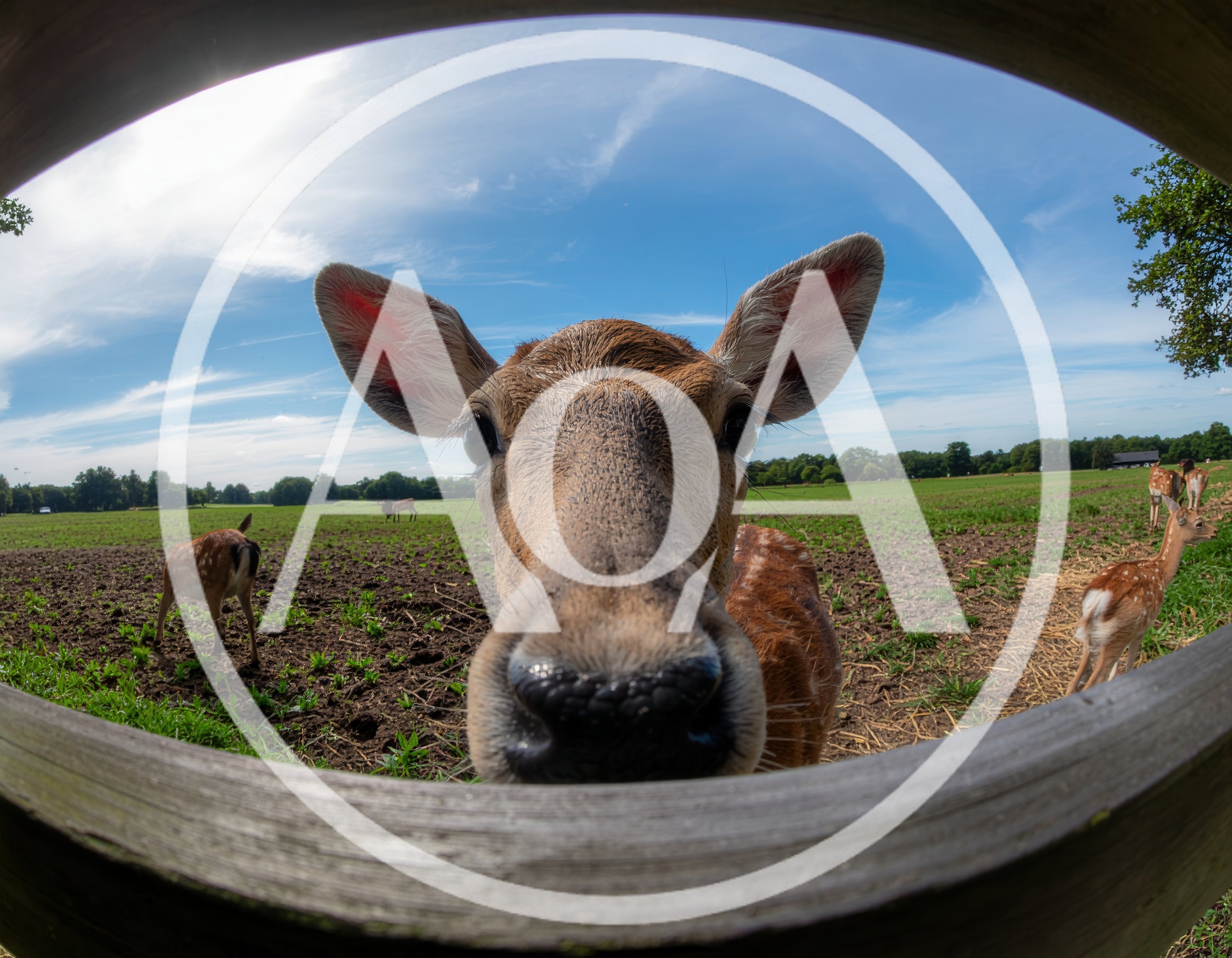 Close Up Of A Curious Fallow Deer