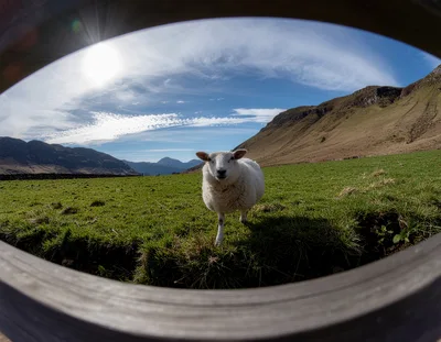Sheep Standing In A Green Field Under Blue Sky
