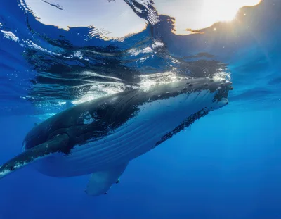 Humpback Whale Swimming Near Ocean Surface