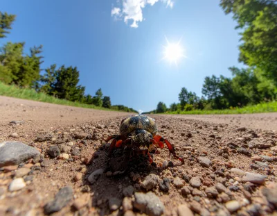 Close Up Of A Beetle On A Dirt Road