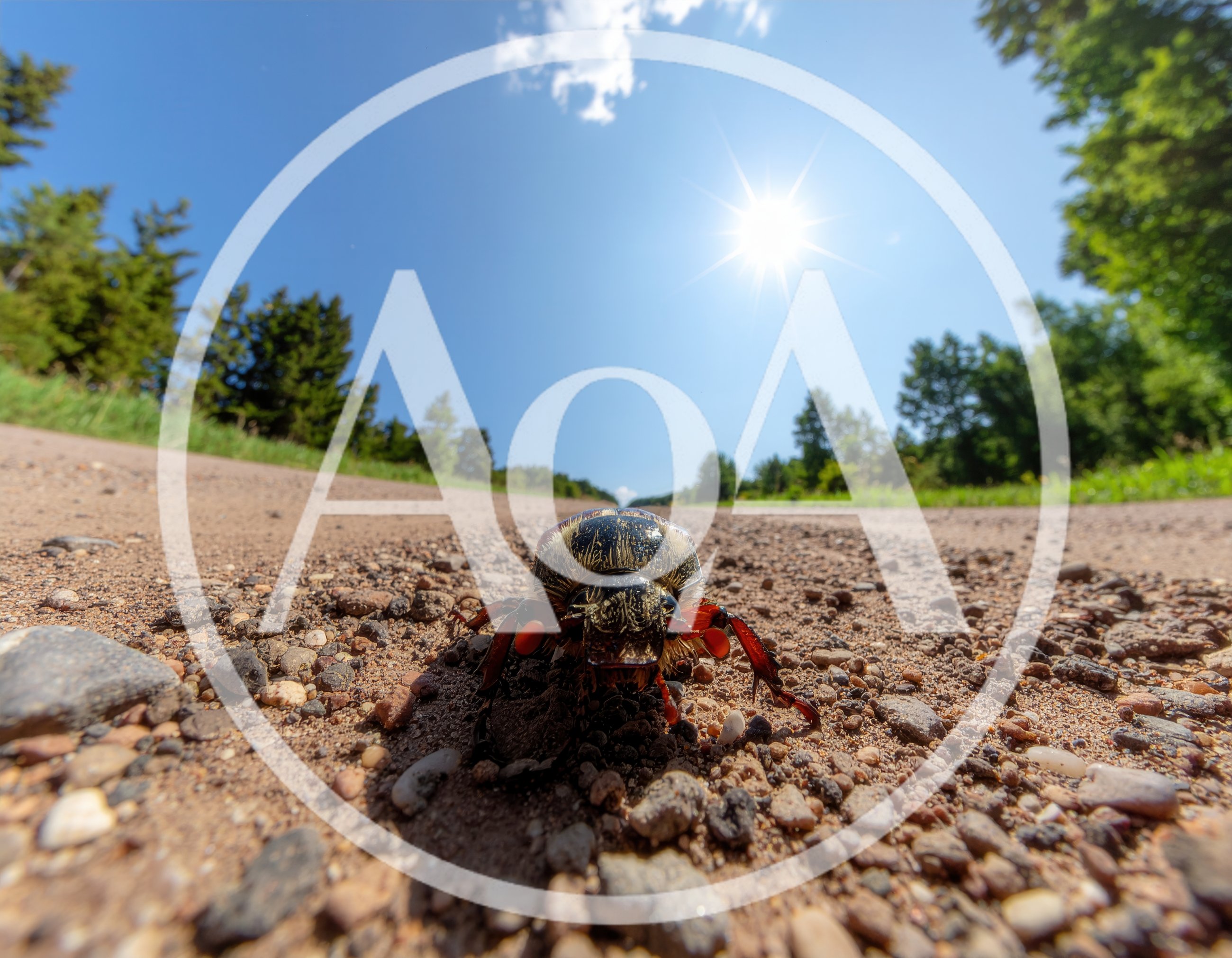 Close Up Of A Beetle On A Dirt Road