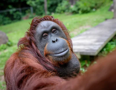 Close Up Portrait Of An Orangutan Looking At Camera