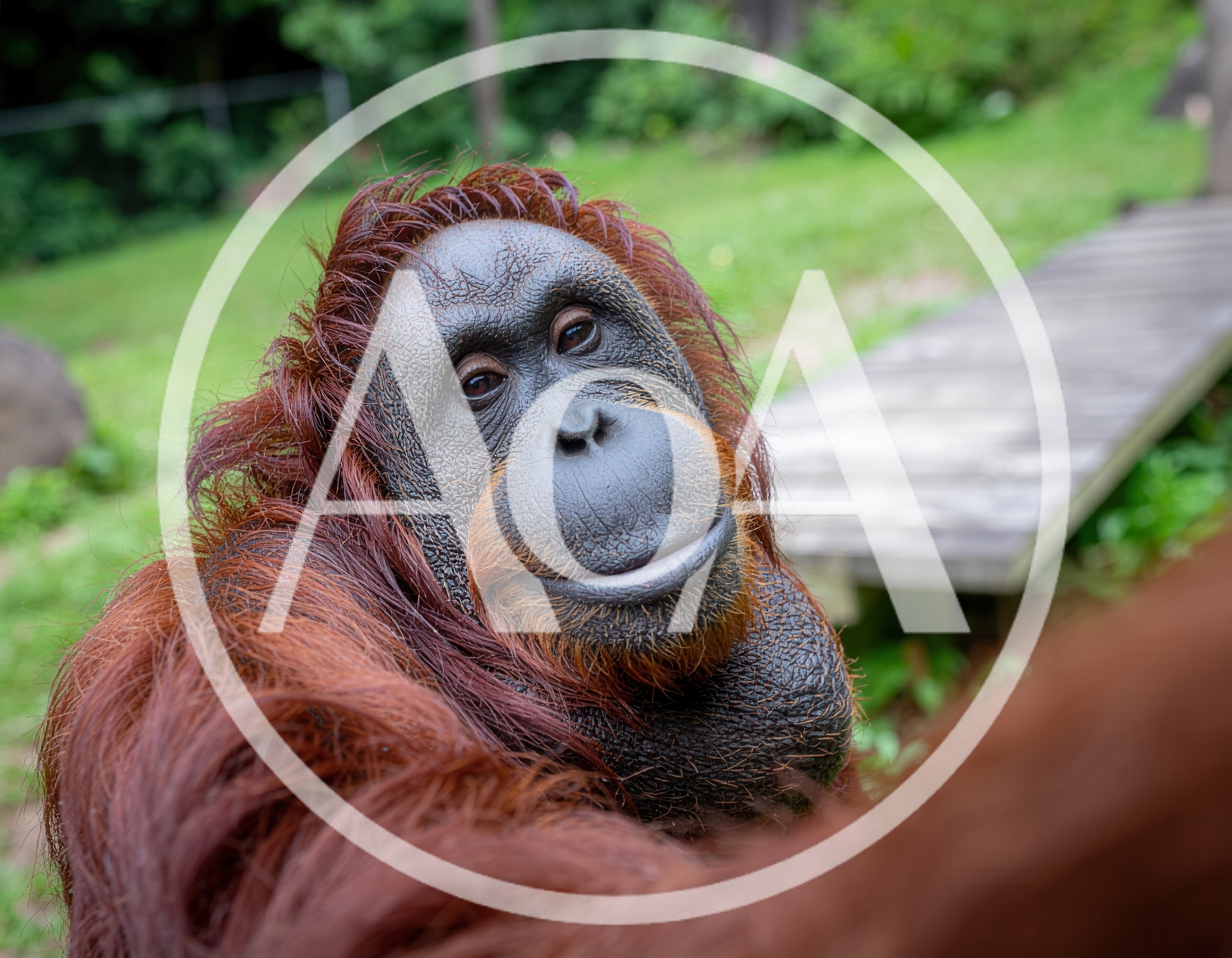 Close Up Portrait Of An Orangutan Looking At Camera