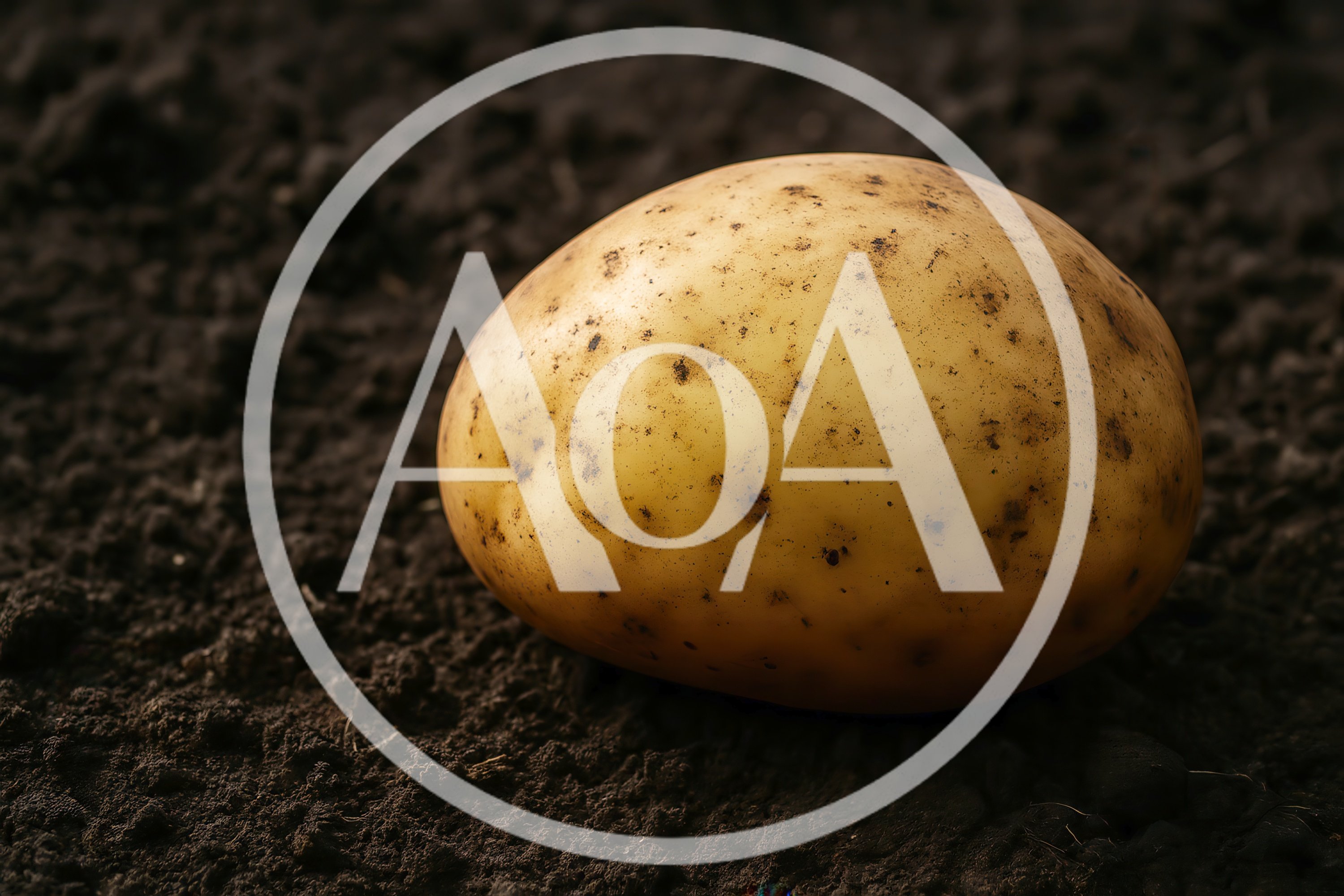 Single Raw Potato Resting On Dark Fertile Soil