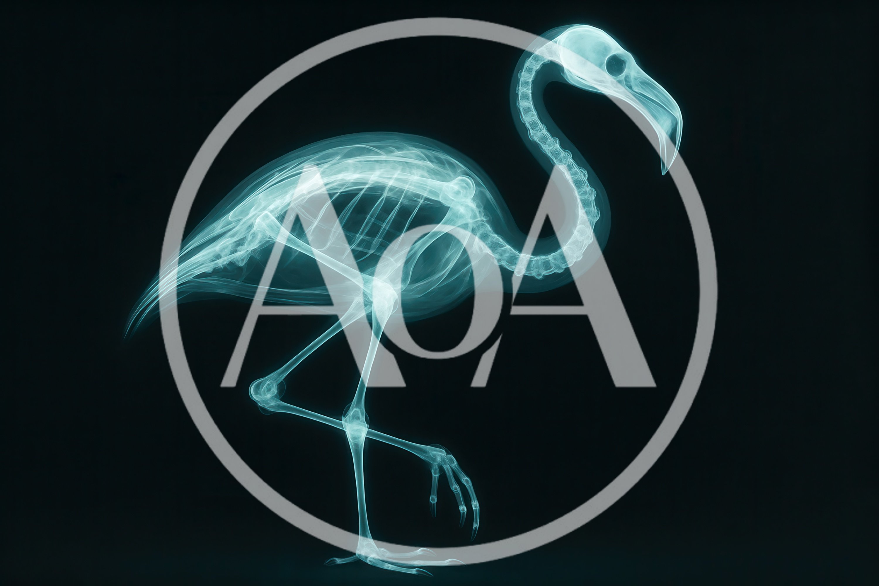 X-Ray Skeleton Of A Standing Flamingo